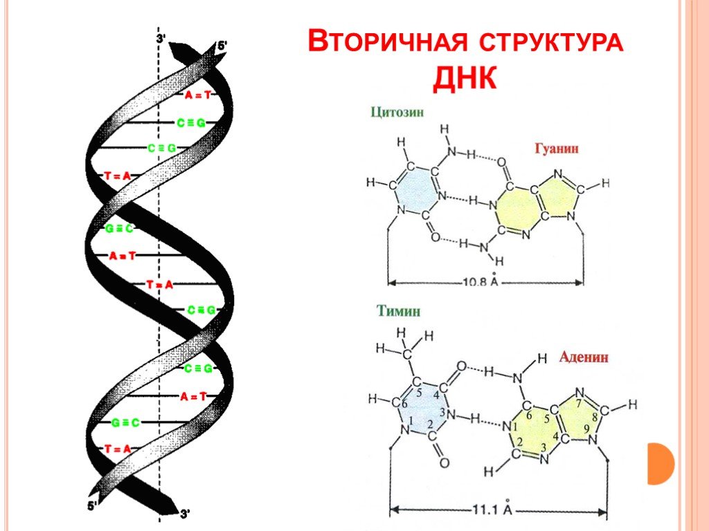 Днк в соединении с белком. Вторичная структура ДНК биохимия формула. Первичная и вторичная структура ДНК схема. ДНК вторичная структура схема строения. Вторичная структура молекулы ДНК.
