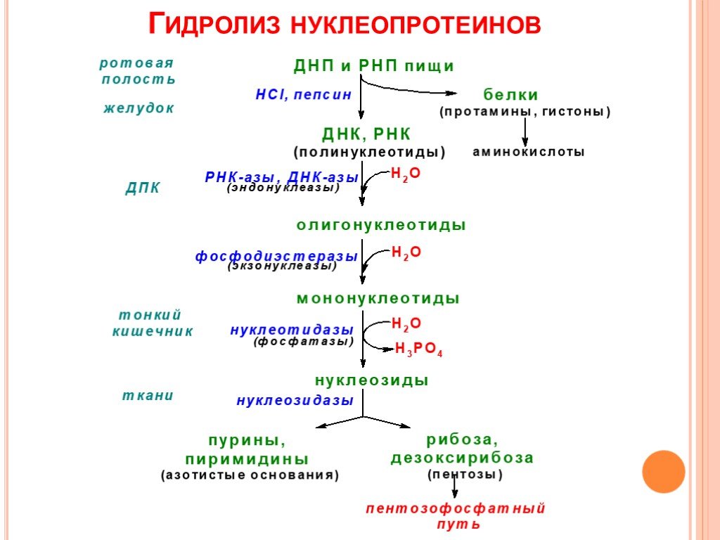 Продукты распада белка. Схема ступенчатого гидролиза нуклеопротеинов. Схема полного гидролиза нуклеопротеинов. Нуклеопротеины. Схема гидролиза нуклеопротеинов. Нуклеопротеины схема гидролиза белковый компонент нуклеопротеинов.