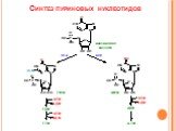 Синтез пуриновых нуклеотидов