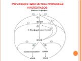 Регуляция биосинтеза пуриновых нуклеотидов