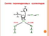 Синтез пиримидиновых нуклеотидов