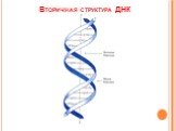 Вторичная структура ДНК
