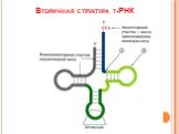 Вторичная структура т-РНК