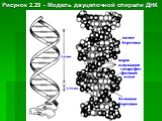 Рисунок 2.29 - Модель двуцепочной спирали ДНК