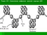 Рисунок 2.31 – Схематическое изображение третичной структуры ДНК