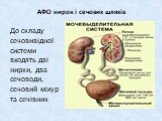 АФО нирок і сечових шляхів. До складу сечовивідної системи входять дві нирки, два сечоводи, сечовий міхур та сечівник