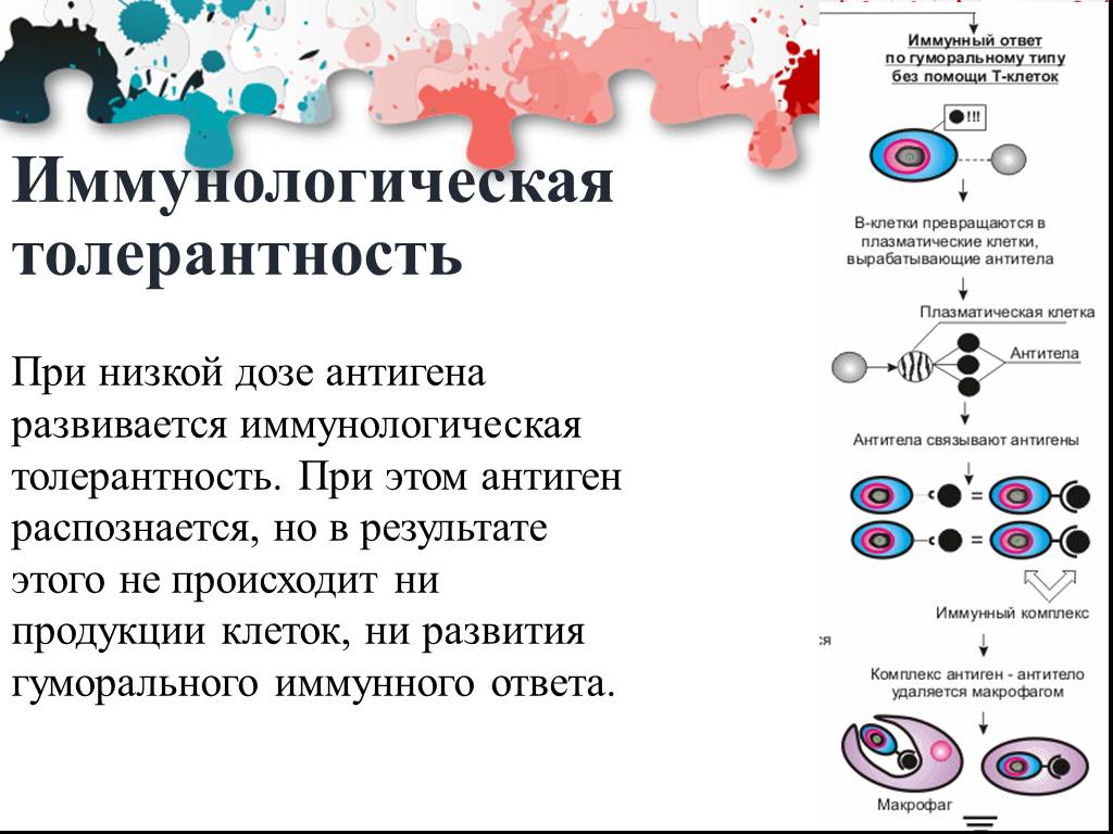 Иммунологическая толерантность. Иммунологическая толерантность Медавар. Иммунологическая толерантность схема. Индукция иммунной толерантности. Иммунологическая толерантность развивается.