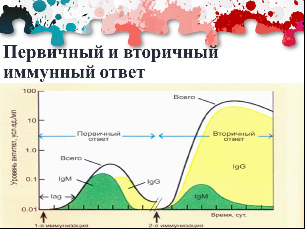 Схема первичный и вторичный иммунный ответ