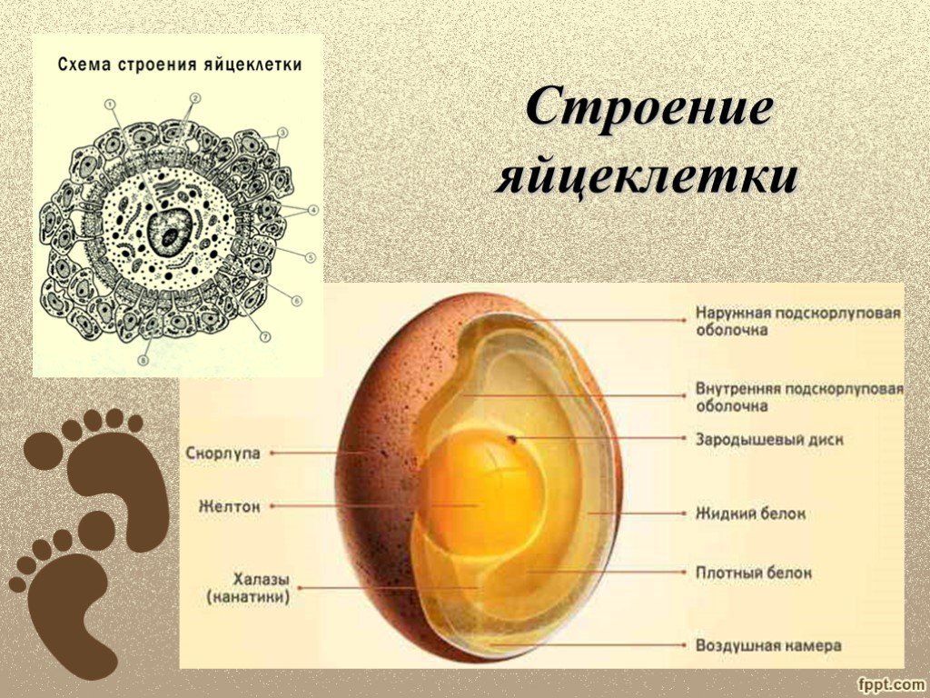 Яйцеклетка рисунок биология