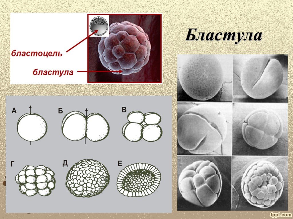 Бластула это. Онтогенез бластула. Морула бластула. Зигота бластула. Бластула млекопитающих.