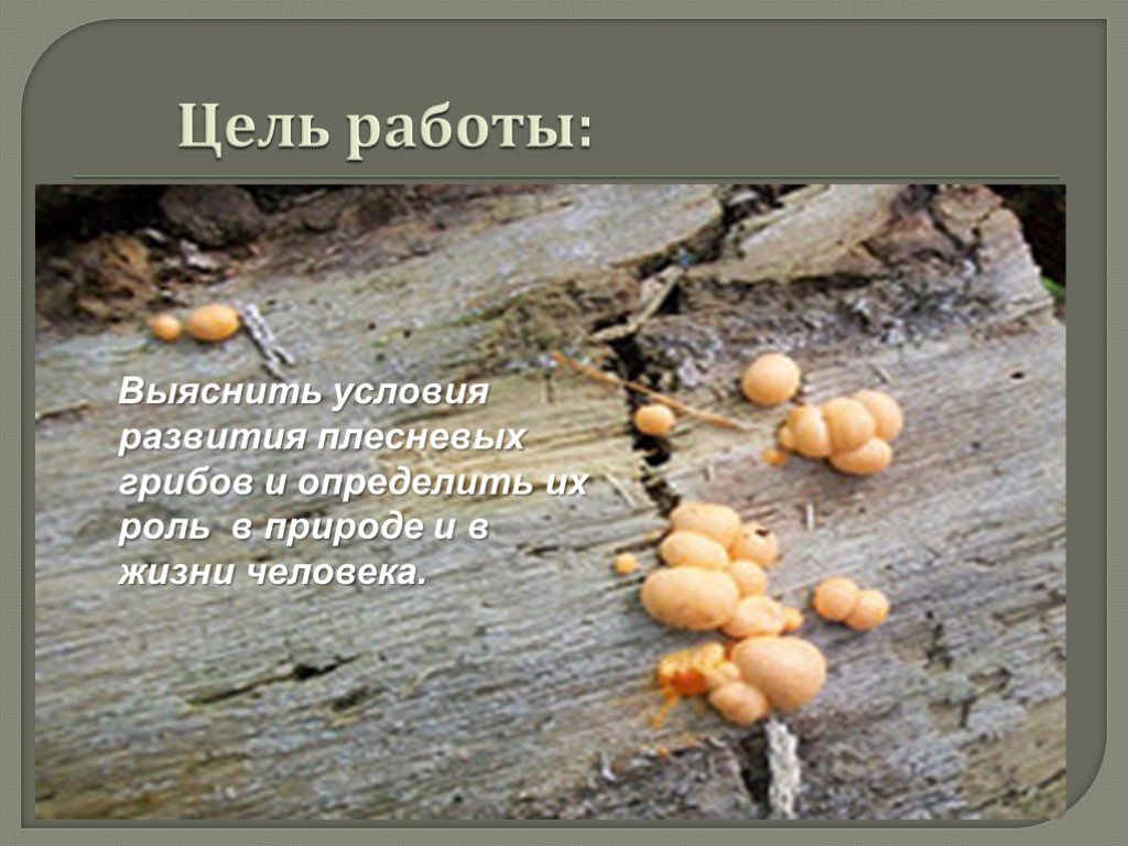 Роль плесневых грибов в жизни человека. Условия роста плесневых грибов. Рост и развитие плесневых грибов. Роль плесневых грибов в природе.