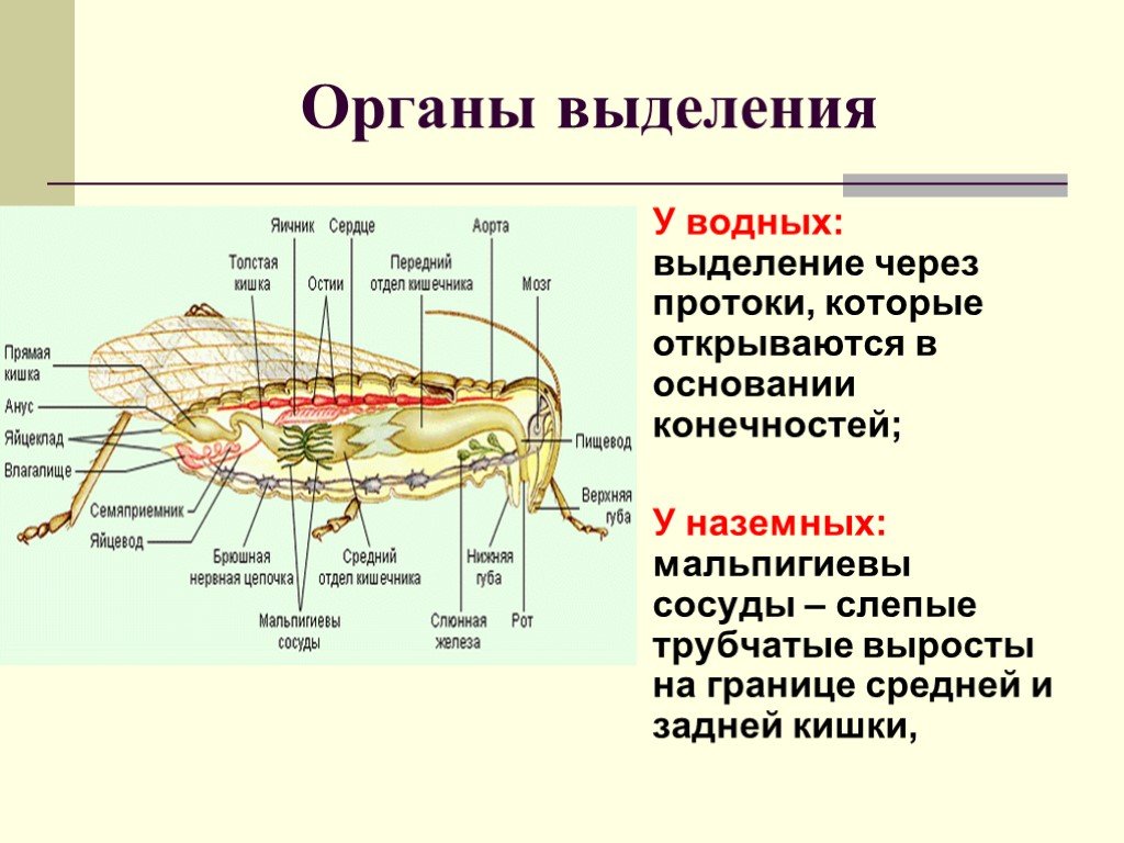 Органы выделения паукообразных. Членистоногие органы выделения. Выделительная система членистоногих. Система выделения у членистоногих. Выделительная система членистоногих насекомые.