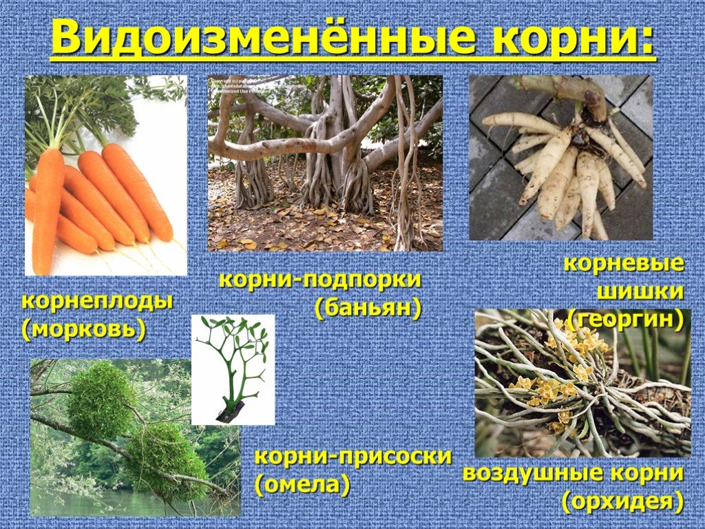 Видоизмененные корни 6 класс. Видоизменения корня растения. Растения с видоизмененными корнями. Корнеплоды видоизменения корня.