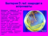 Бактерия D.rad: кандидат в астронавты. Deinococcus radiodurans (D. rad) выживают при экстремальных уровнях радиации, экстремальных температурах, обезвоживании и воздействии генотоксичных химических реактивов. Как ни удивительно, они могут даже восстанавливать свою ДНК, обычно за 48 часов. Бактерии D