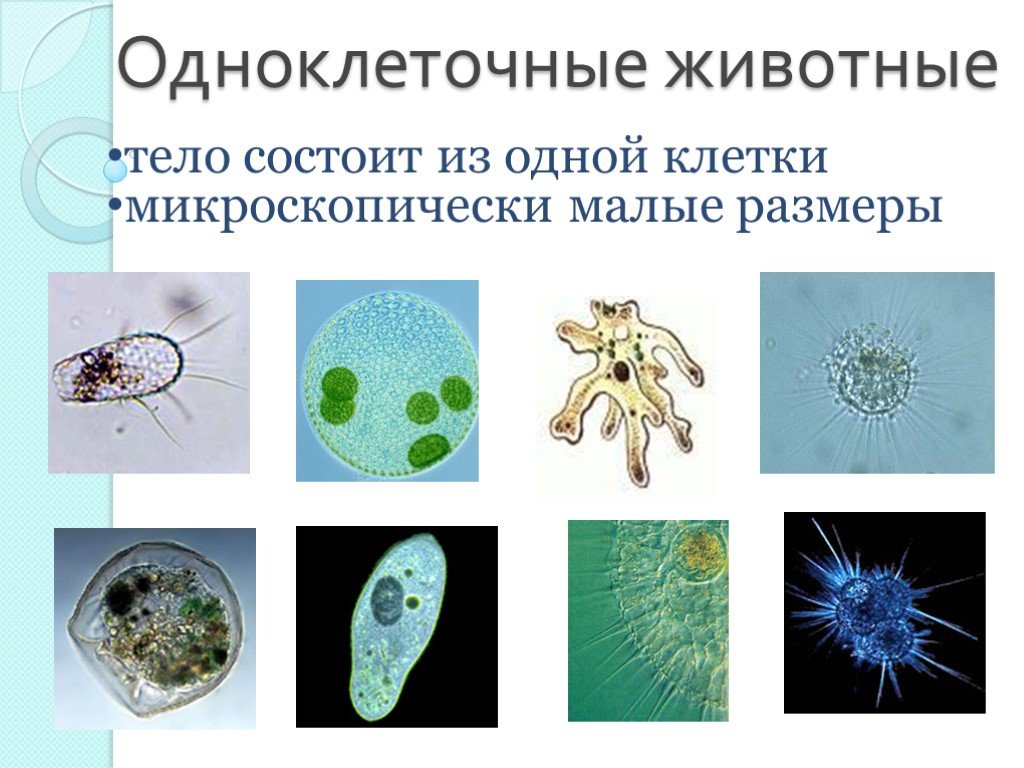 Бактерии одноклеточные растения