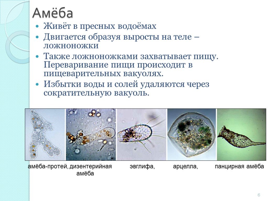 Простейшие организмы в воде. Простейшие обитающие в воде. Одноклеточные. Амебы обитают в пресных водоемах. Микроорганизмы пресных водоемов.
