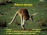 Хвост-опора. Сидит исполинский кенгуру на задних ногах и хвосте, упираясь им в землю. В таком положении он отдыхает