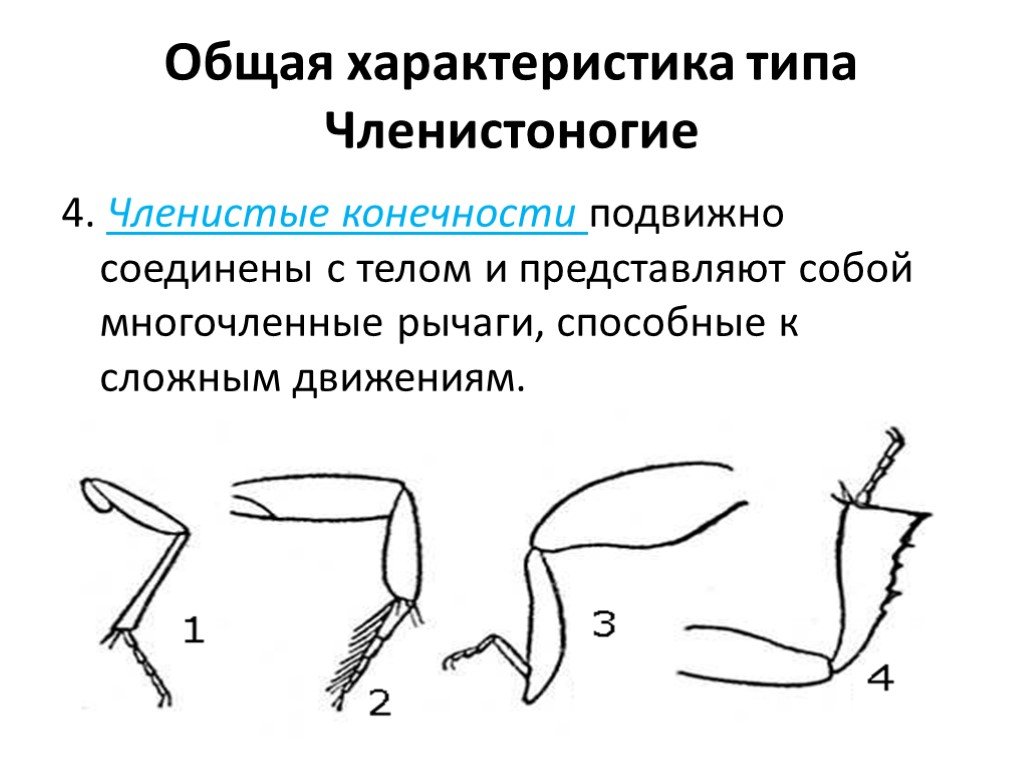 Членистое тело. Членистоногие членистые конечности. Бегательные конечности членистоногих. Строение конечностей членистоногих. Характеристика конечностей членистоногих.