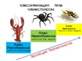 Класс Паукообразные около 63 тыс. видов. Класс Ракообразные около 35 тысяч видов. Класс Насекомые около 1 млн. видов. Эволюция Членистоногих. КЛАССИФИКАЦИЯ ТИПА ЧЛЕНИСТОНОГИЕ