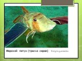 Морской петух (тригла серая) - Eulrigla gurnardus