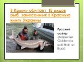 В Крыму обитает 18 видов рыб, занесенных в Красную книгу Украины. Рyccкий осётр (Acipenser Güldenstaedti Brdt et Ratz)