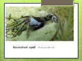 Волосатый краб - Pilumnus hirtellus