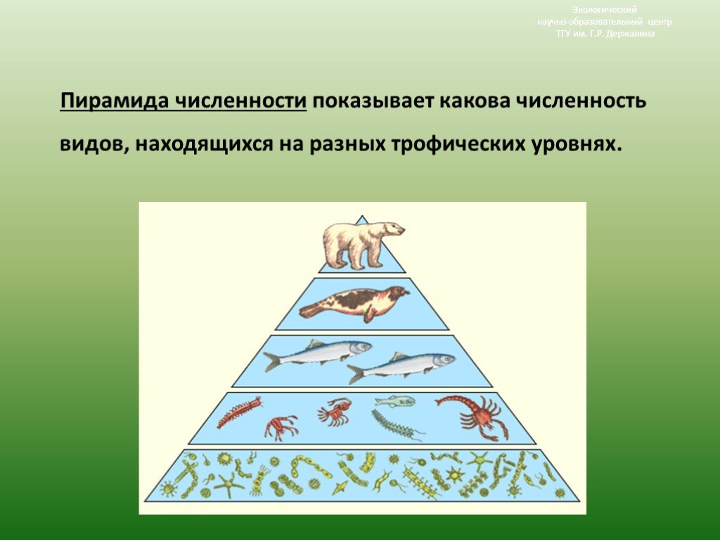 Экологическая пирамида биоценоза. Пирамиды численности и биомассы это в биологии. Экологическая пирамида чисел. Экологическая пирамида (чисел, массы, энергии).. Пирамида численности экология.