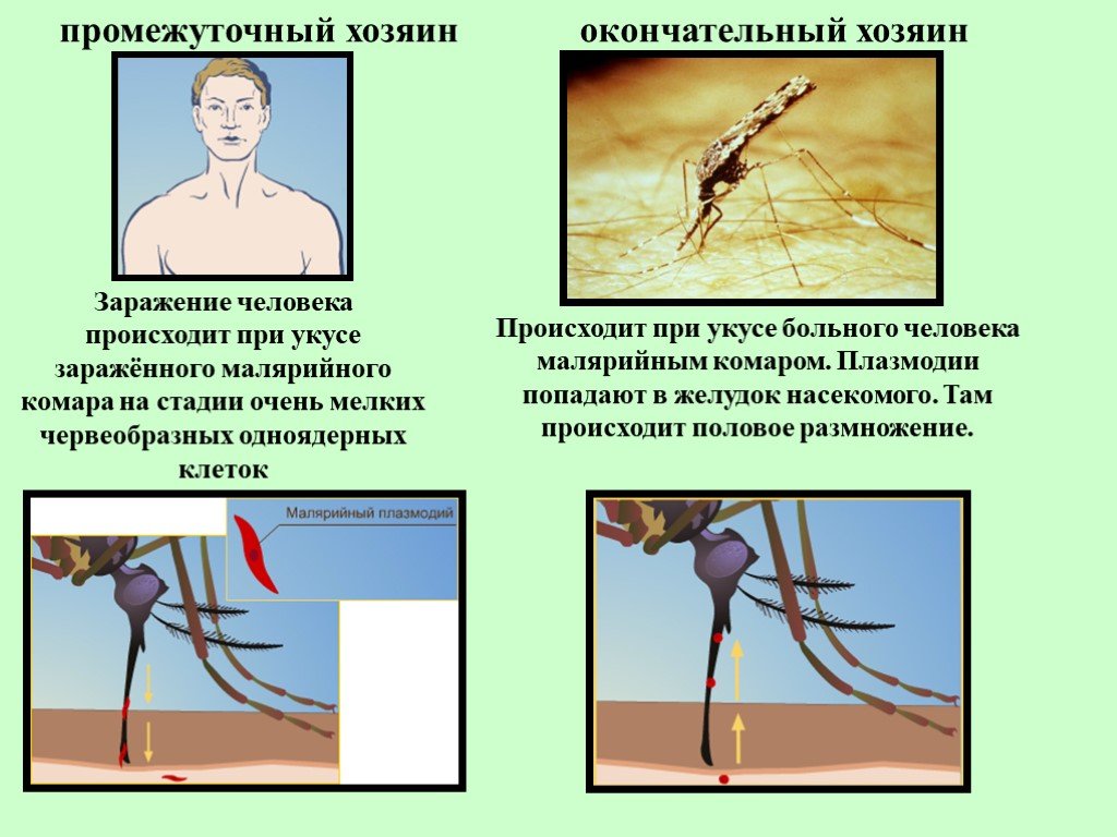 Можно ли считать человека окончательным хозяином малярийного. Комар окончательный хозяин. При укусе комара может происходить заражение. Промежуточный хозяин комара.