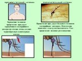 Заражение человека происходит при укусе заражённого малярийного комара на стадии очень мелких червеобразных одноядерных клеток. промежуточный хозяин окончательный хозяин. Происходит при укусе больного человека малярийным комаром. Плазмодии попадают в желудок насекомого. Там происходит половое размно