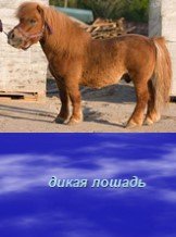 дикая лошадь