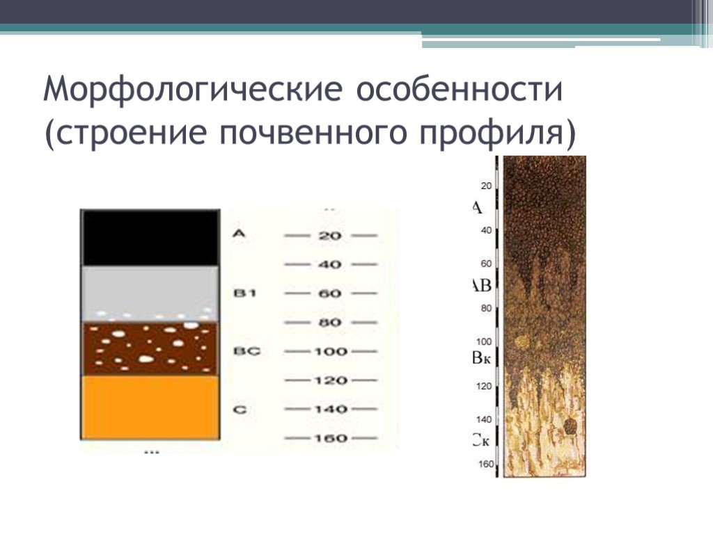 Особенности почвы. Строение профиля Луговой почвы. Почвы луговых и лугово-разнотравных степей. Почвы луговых и лугово-разнотравных степей черноземы профиль. Лугово-Степная почва характеристика.