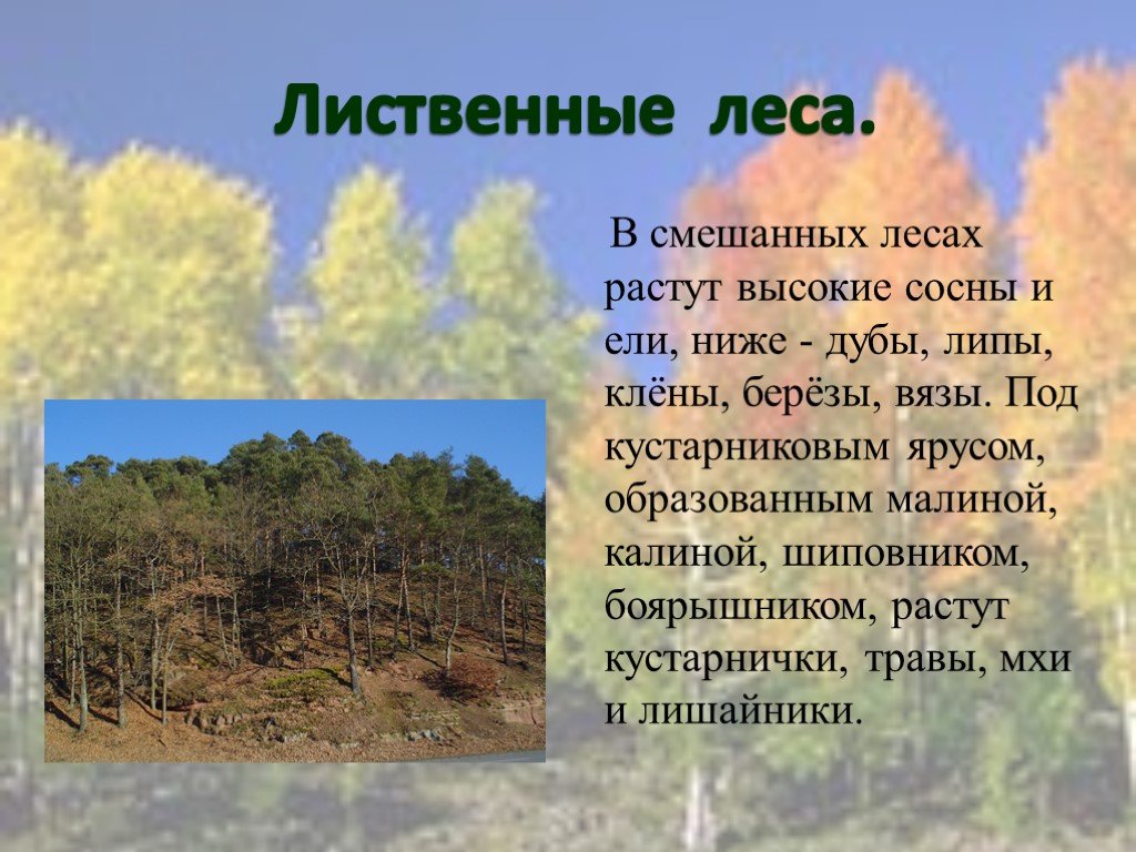 Смешанные леса климатические условия. Лиственных лесов умеренного пояса. Презентация про смешанного леса. Широколиственные леса презентация.