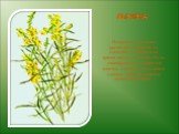 ЛЬНЯНКА. Название «льнянка» растение получило за сходство со льном в то время когда не цветёт. Из-за своеобразного строения цветка, похожего на плотно сжатые губы, опыляется только шмелями.