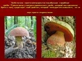 Либо же они просто маскируются под обычные съедобные грибы. Практически у каждого нормального гриба, который мы привыкли брать в лесу, существует свой двойник, который копирует его внешность, но на вкус просто отвратителен.