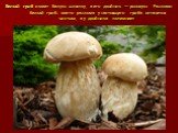 Белый гриб имеет белую шляпку, а его двойник — розовую. Разломи белый гриб: место разлома у настоящего гриба останется чистым, а у двойника потемнеет.