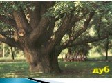 Как называется наиболее долговечное из деревьев, в благоприятных условиях доживающее до 1000 лет? дуб