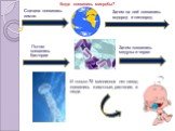 Потом появились бактерии. Сначала появилась земля. Затем на ней появились водород и кислород. Затем появились медузы и черви. И только 70 миллионов лет назад появились животные, растения, и люди. Когда появились микробы?