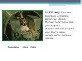 В 1957 году в космос полетела всемирно известная Лайка. Мягкая подстилка, два раза в сутки автоматическая подача еды. Места мало, собака могла только лежать. Знаменитая собака Лайка
