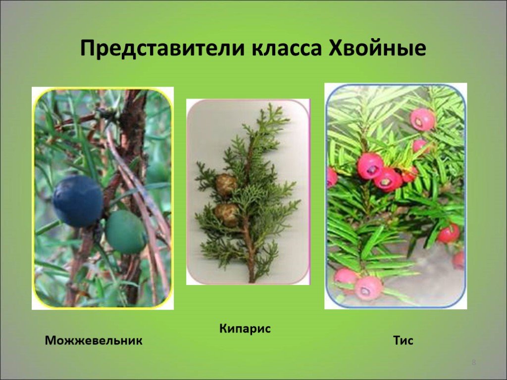 Приведите примеры хвойных растений
