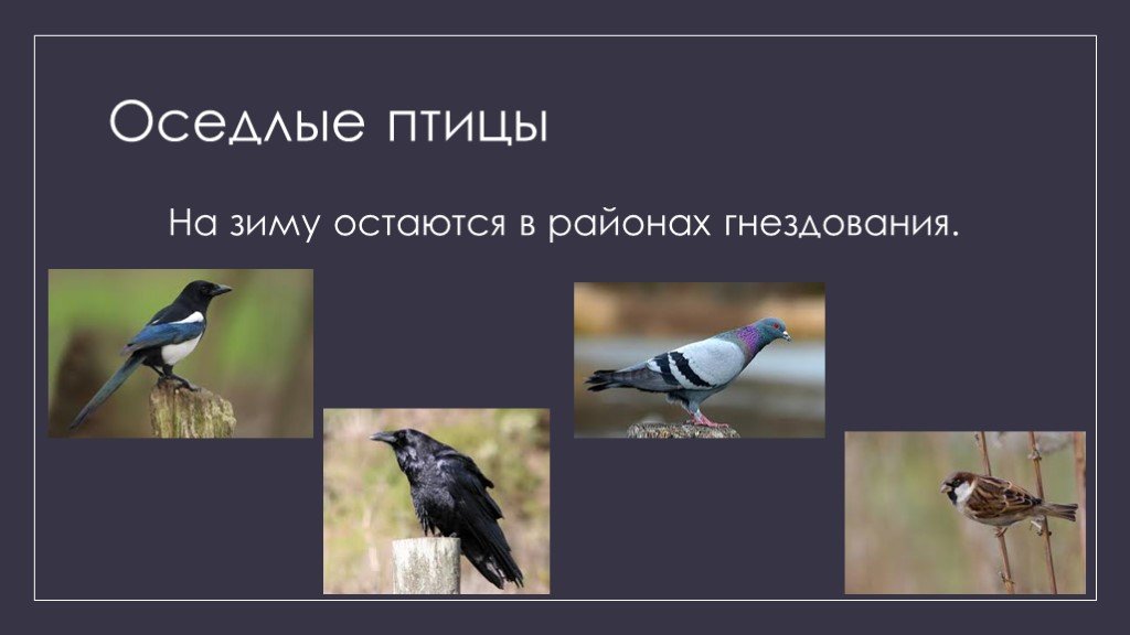 Слово оседлый. Оседлые Кочующие и перелетные птицы. Оседлые птицы названия 3 класс. Оседлые зимующие и перелетные птицы. Оседлые зимующие птицы.