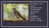 Для певчих птиц кроме демонстративного поведения характерно пение. Особенно активно поют самцы соловьи.