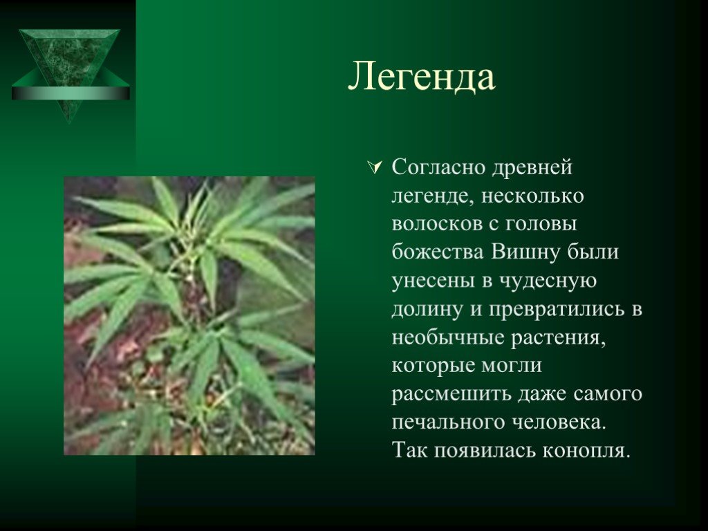 Доклады о марихуане польские интернет магазины семян