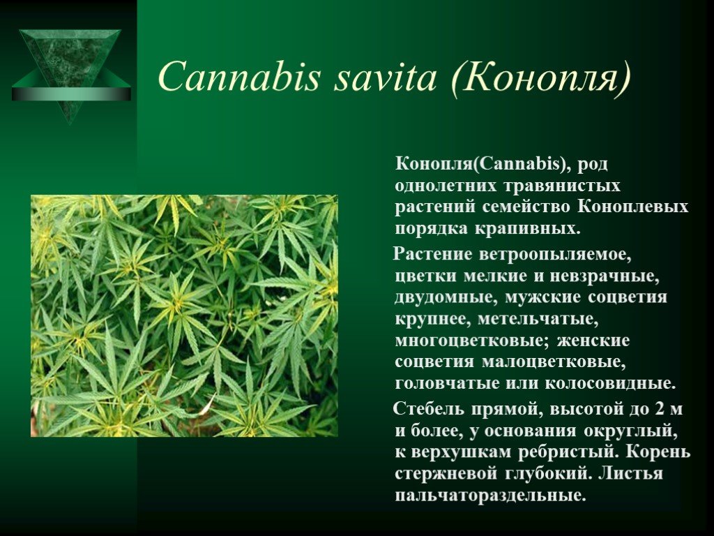Презентация о вреде конопли где можно купить марихуаны