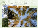 Даурская лиственница растёт в Якутии, где морозы доходят до -65°С, а жара бывает +44°С.