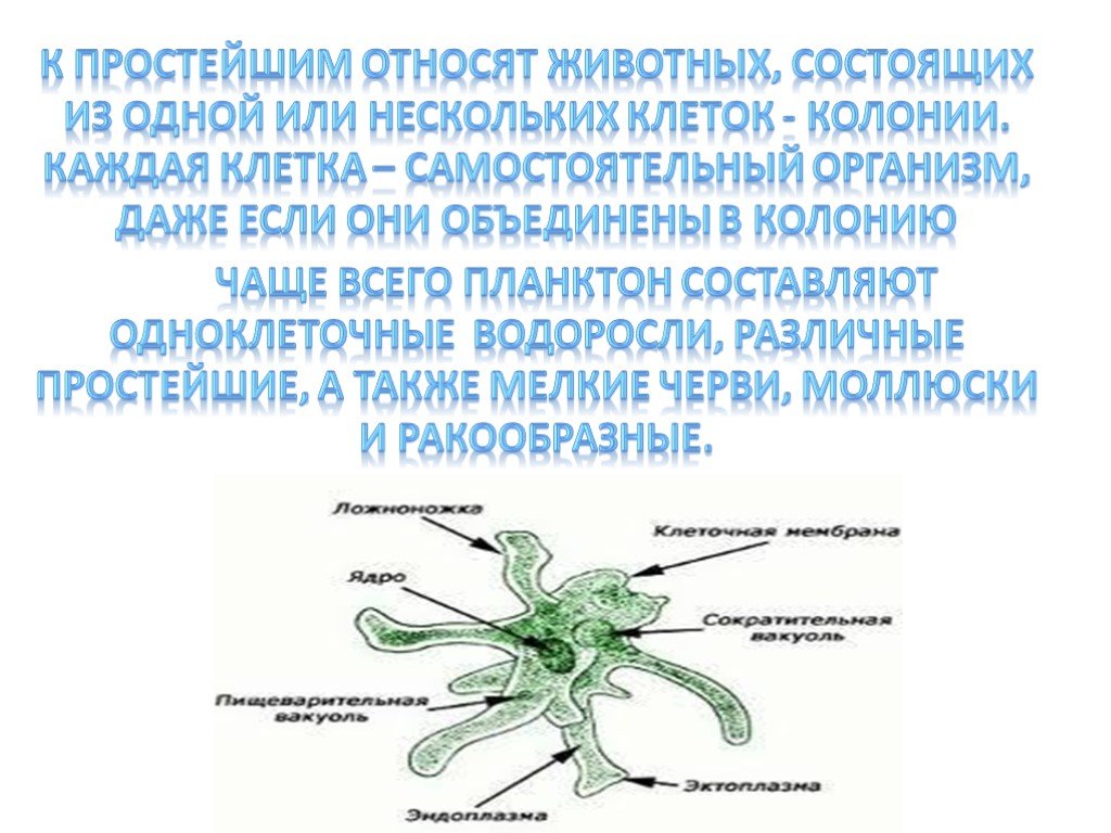 Самостоятельный организм. У простейших каждая клетка самостоятельный организм. Простейшие самостоятельный организм. К простейшим животным относятся. Почему простейшие животные.