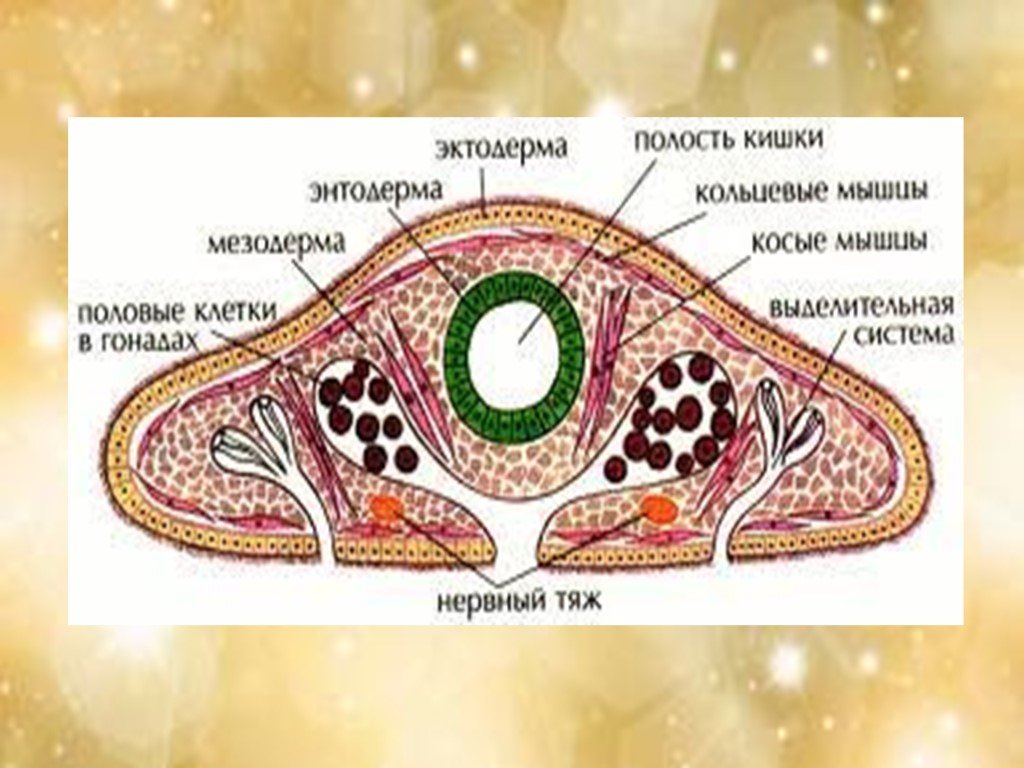 Презентация на тему балантидиаз