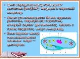 Близ переднего конца тела лежит цитостом (рот)(№7), ведущий в короткий пищевод. Около рта помещаются более крупные реснички, образующие перистом, который служит для загоняния, вместе с током жидкости, пищи в пищевод. Близ заднего конца тела помещается анальная пора — цитопрокт.