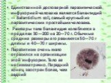 Единственной достоверной паразитической инфузорией человека является балантидий — Balantidium coli, самый крупный из паразитических простейших человека. Размеры тела балантидия колеблются в пределах 30—200 на 20—70 г. Обычные средние размеры его равняются 50—70 г длины и 40—70 г ширины. Паразитизм о