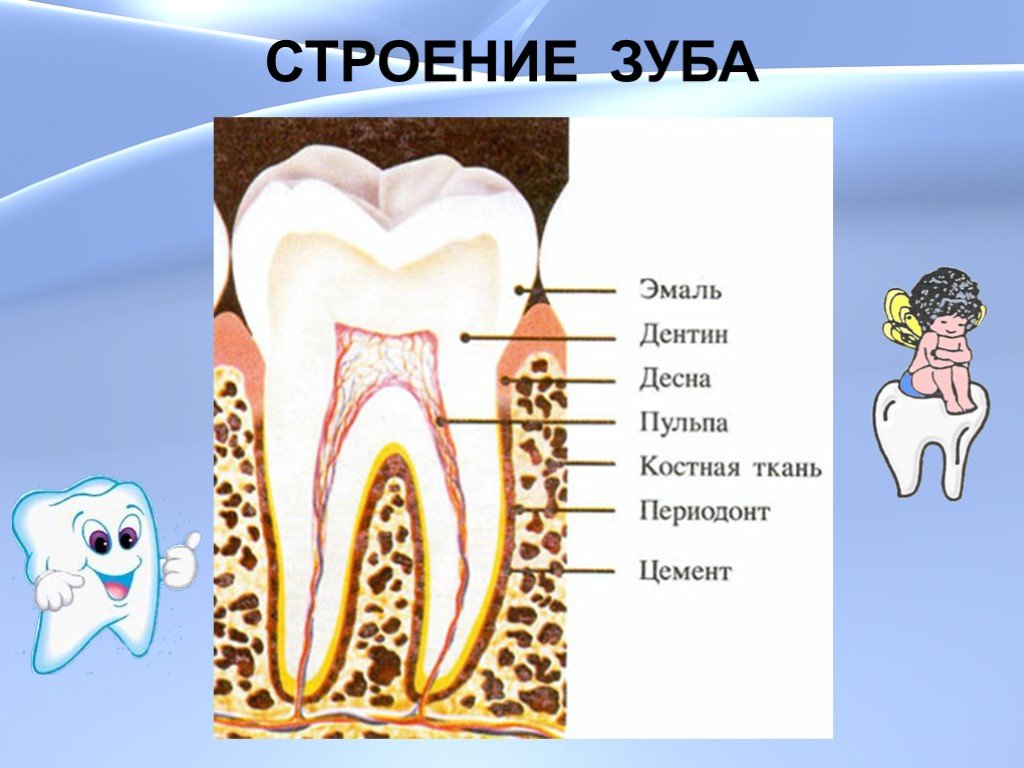 Тип строения зуба. Строение зуба анатомия кариес. Строение зуба человека для детей. Строение зубов кариес биология.