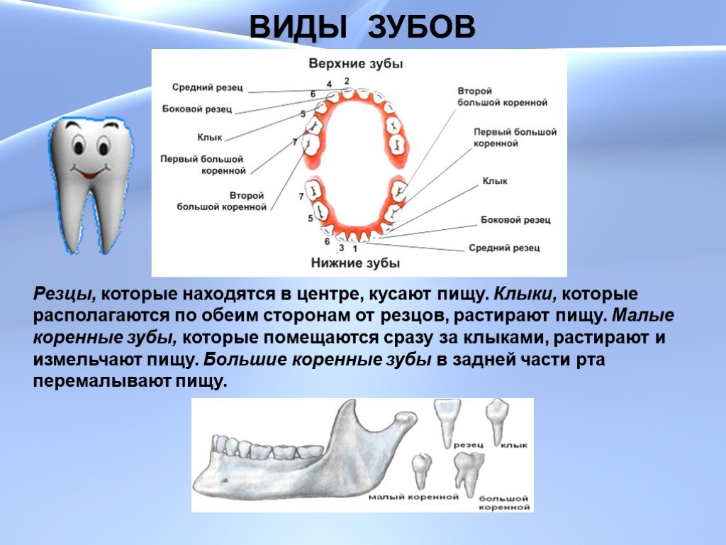 Сколько зубов мудрости может быть у человека. Зубы: резцы, клыки, коренные зубы.. Зубы клыки моляры. Зубы человека резцы клыки и коренные схема. Строение коренного зуба.